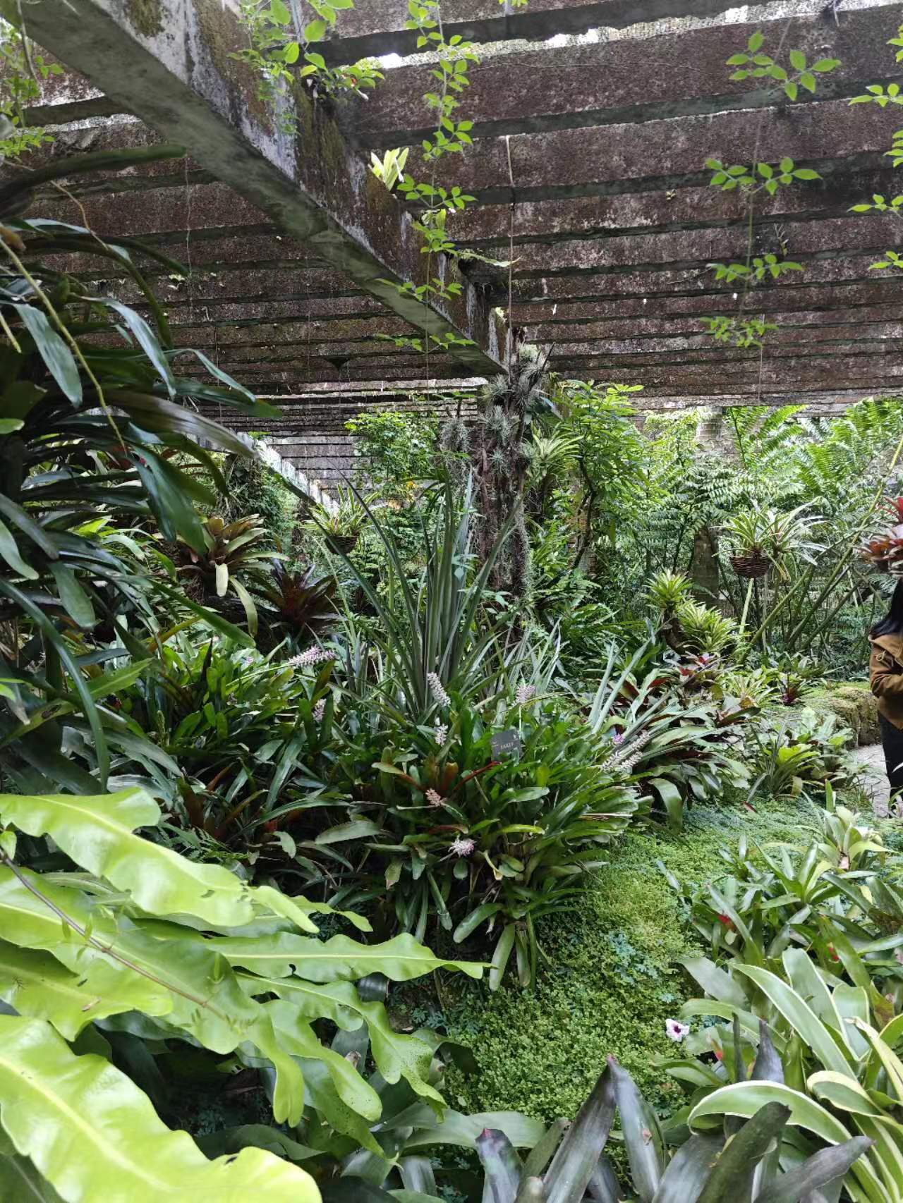 新发现区域之阴生植物 新发现区域之阴生植物